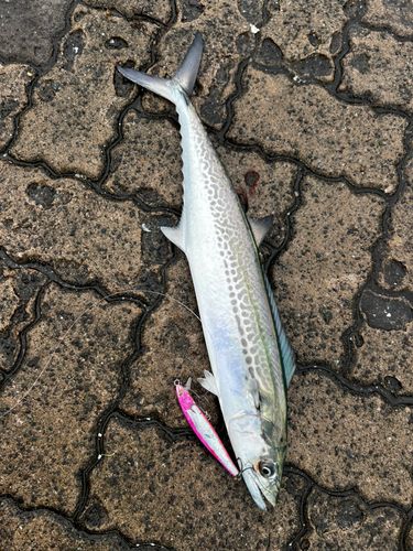 鞠山海遊パーク