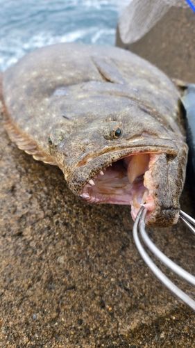 ヒラメの釣果