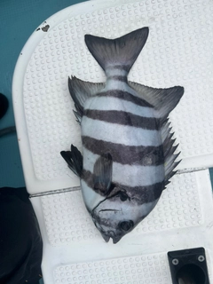 イシダイの釣果