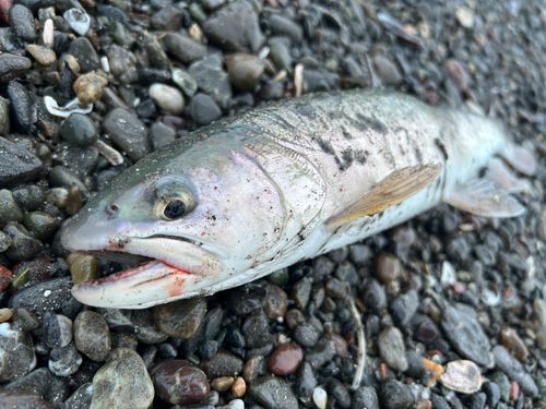 アメマスの釣果
