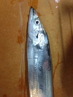 タチウオの釣果