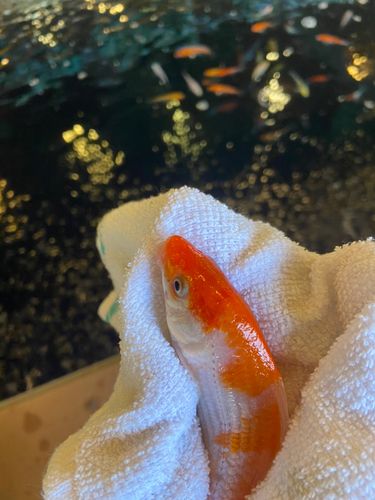 アミューズパーク郡山