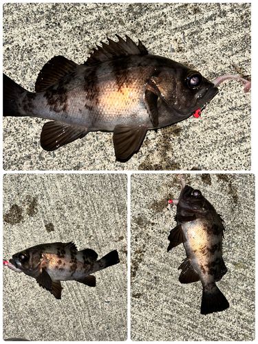 三陸海岸（岩手）