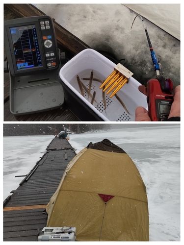 ワカサギの釣果