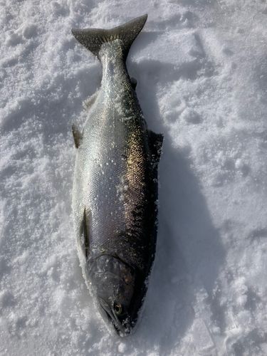 サクラマスの釣果