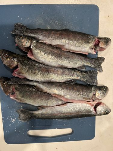 ニジマスの釣果