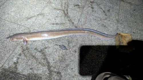 マアナゴの釣果