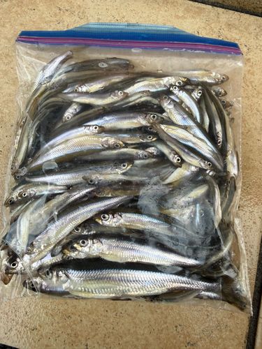 ワカサギの釣果