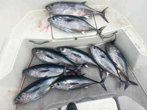 メジマグロの釣果