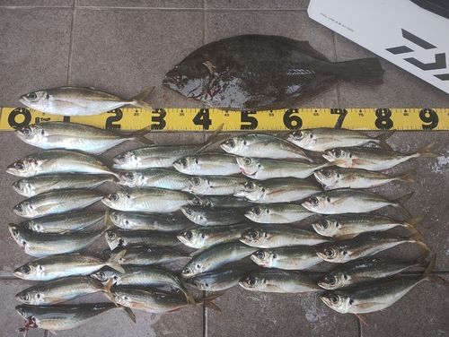 ヒラメの釣果