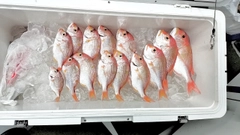 レンコダイの釣果