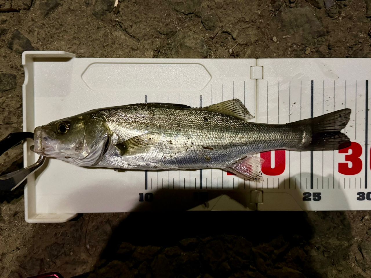 PALMS ショアガン SFGS-90MLの最安値・インプレ・釣果 | 本音の口コミ