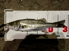 セイゴ（マルスズキ）の釣果