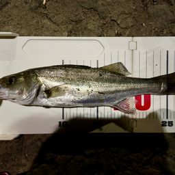 セイゴ（マルスズキ）