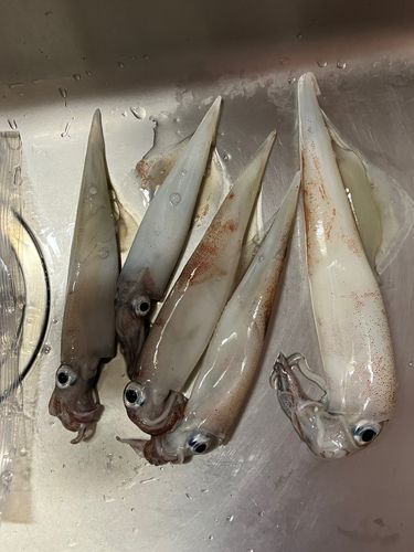 ヤリイカの釣果