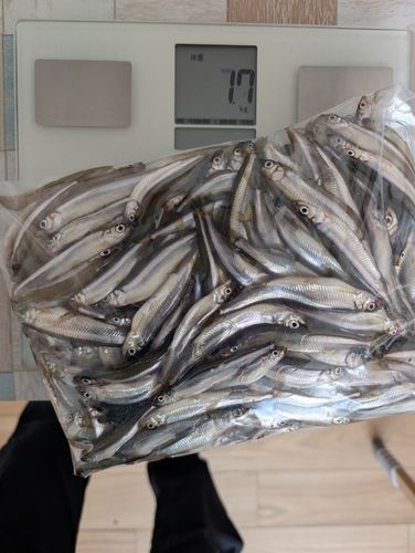 ワカサギの釣果