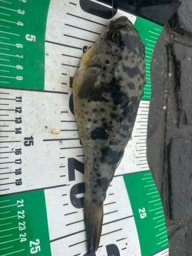 ヒガンフグの釣果