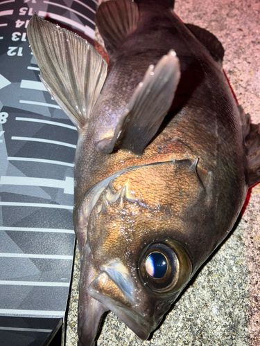 シロメバルの釣果