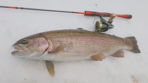 ニジマスの釣果