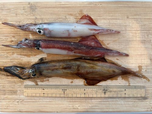 ヤリイカの釣果