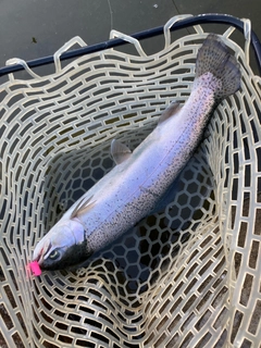 ニジマスの釣果