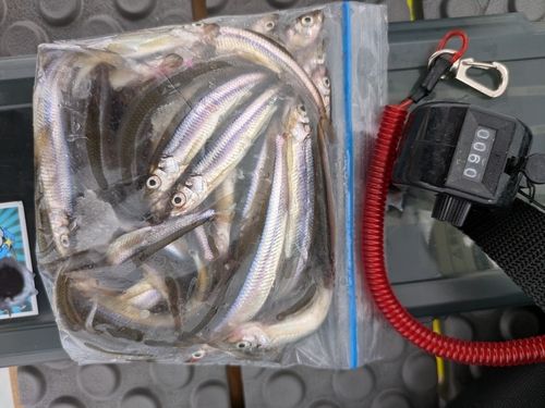 ワカサギの釣果