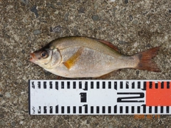 ウミタナゴの釣果