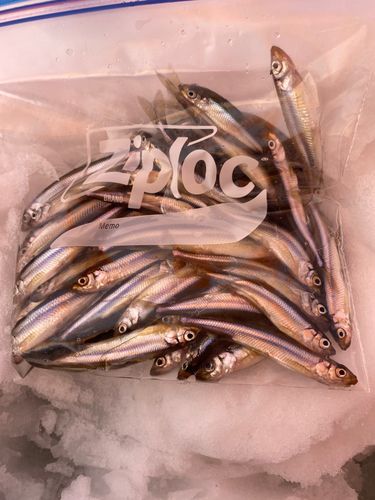 ワカサギの釣果