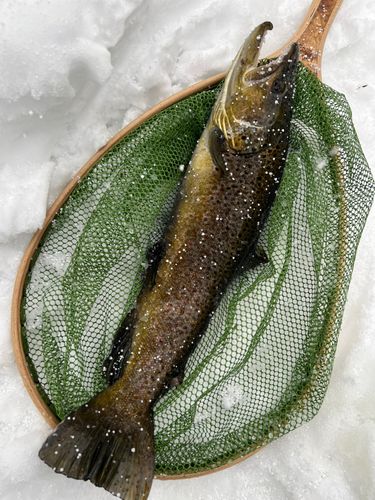 ブラウントラウトの釣果
