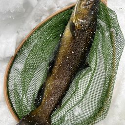 ブラウントラウト