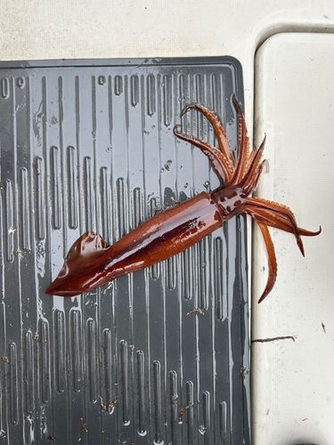 スルメイカの釣果