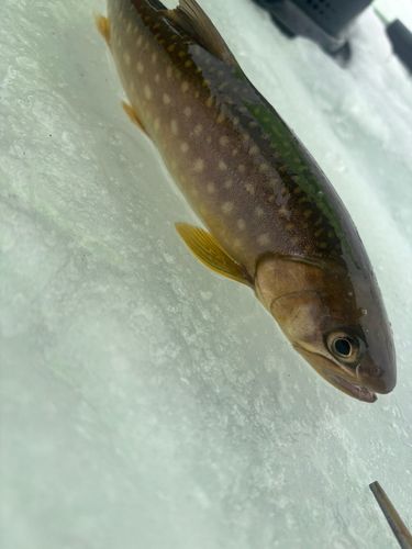 ワカサギの釣果