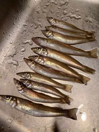 日明海峡釣り公園