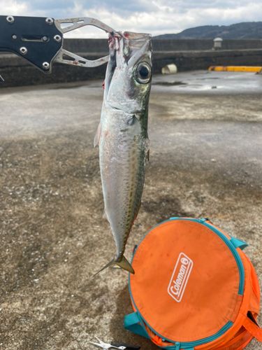 サバの釣果
