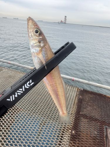 シロギスの釣果