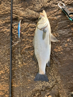 ヒラスズキの釣果