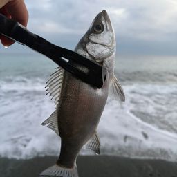 セイゴ（ヒラスズキ）