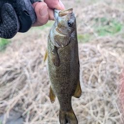 スモールマウスバス