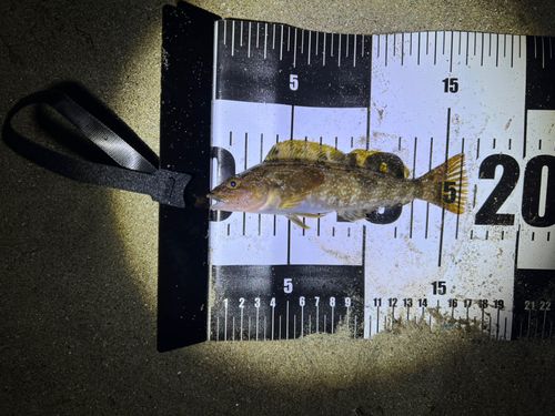 アイナメの釣果