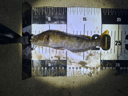 アイナメの釣果