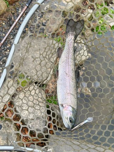 ニジマスの釣果