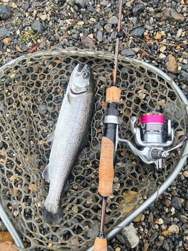 サクラマスの釣果