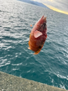 アカササノハベラの釣果