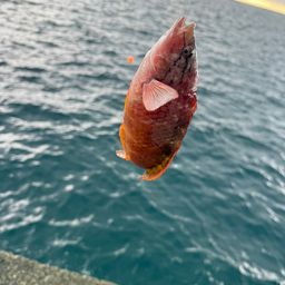 アカササノハベラ