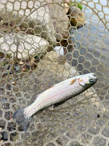 ニジマスの釣果
