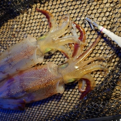 ヤリイカの釣果