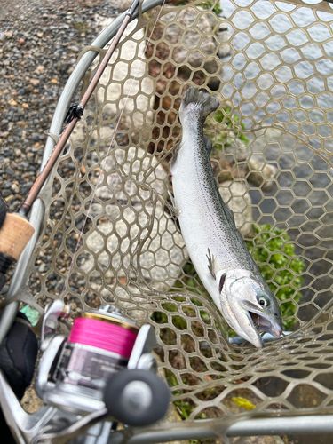 サクラマスの釣果