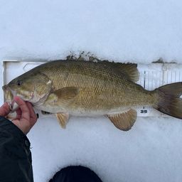 スモールマウスバス