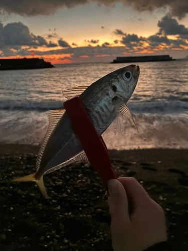 マアジの釣果