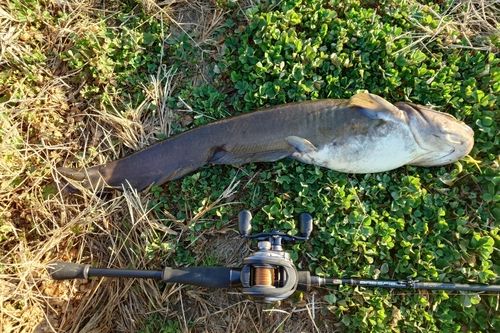 ナマズの釣果